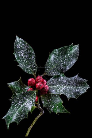 Foto de Holly ilex, decoración navideña con bayas rojas, cubiertas de nieve sobre fondo oscuro - Imagen libre de derechos