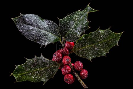 Téléchargez les photos : Holly ilex, décoration de Noël avec des berrys rouges, recouvert de neige sur fond sombre - en image libre de droit