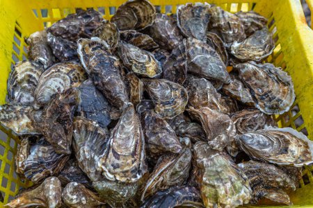 Photo for Oysters in containers with water at oyster farm Saint-Vaast-la-Hougue, French commune, Manche department, Normandy region, - Royalty Free Image