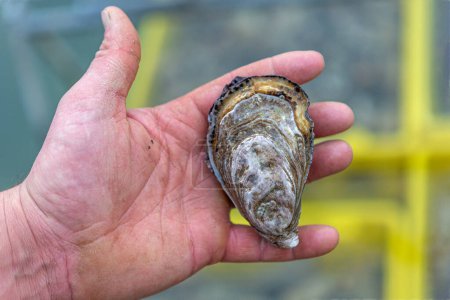 Téléchargez les photos : Main de pêcheur tenant de l'huître fraîche provenant de la ferme d'huîtres, - en image libre de droit