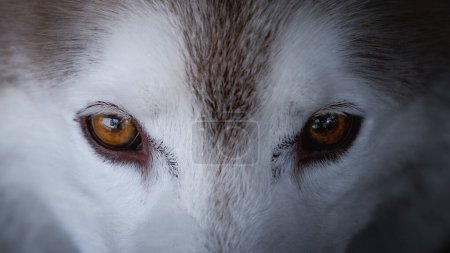 Lobo hambre ojos intensos