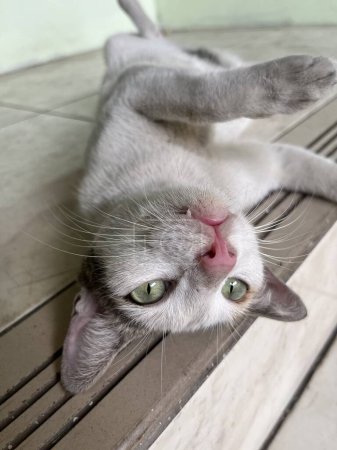 Téléchargez les photos : Chat errant blanc et noir ennuyé avec pose allongée. Visible un chat crocs dents avec des yeux vert vif photo. - en image libre de droit