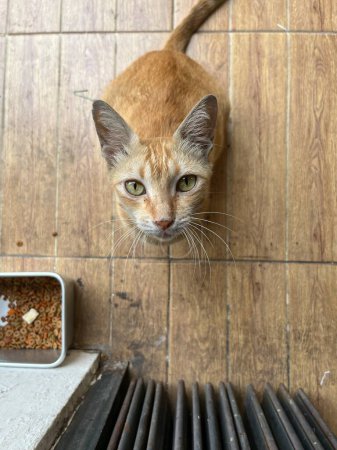 Téléchargez les photos : Chat indonésien sauvage errant kucing oren ou gingembre chat orange isolé sur fond d'environnement extérieur. Jolie chat femelle avec les yeux verts regardant vers le haut dans la caméra tout en étant assis. - en image libre de droit