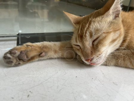 Téléchargez les photos : Chat indonésien sauvage errant kucing oren ou gingembre chat orange isolé sur fond d'environnement extérieur. Petit chat fatigué endormi avec patte visible et petite langue sortie. - en image libre de droit