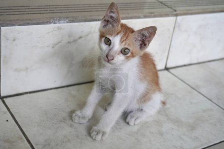 Domestic kitten indonesian stray wild feline cat with orange ginger colored fur. Kucing oren in home terrace flooring ground background.