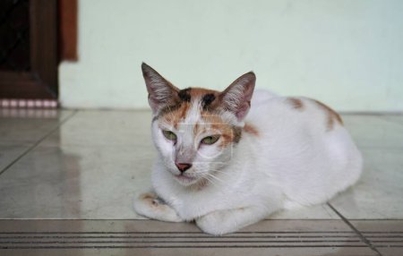 Chat adulte domestique avec fourrure tachetée blanche et marron. Chat félin sauvage errant indonésien dans la maison terrasse plancher fond.