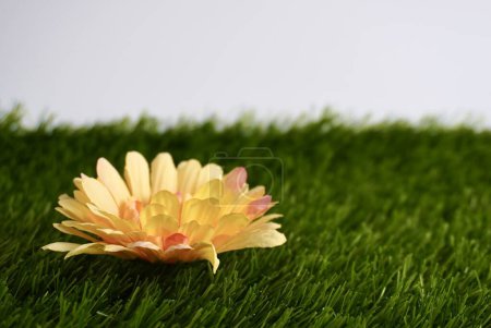 Daisy fake plant petal floral on plastic synthetic grasses texture background isolated on horizontal ratio template.