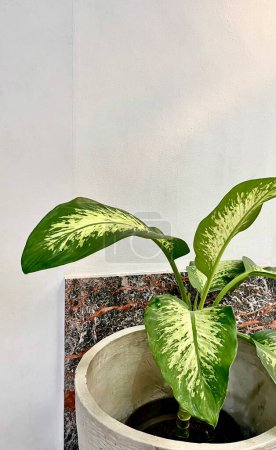 Dumb canes or dieffenbachia spotted big leafed home garden potted plants isolated on vertical ratio plain white walls with slight hint of warm sun lights.