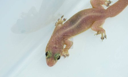 Kleine gemeinsame Haus Eidechse Gecko oder Zikak Tier mit langem Schwanz Fotografie isoliert auf horizontaler transparenter weißer Container-Box Hintergrund.