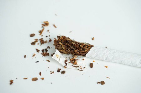 Cigarette filter cylinder object with crushed tobacco leaves fragment pieces isolated on horizontal white ratio background photography. Health care and social issues themed image.