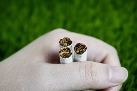 Téléchargez les photos : Poing à la main tenant trois morceaux de tabac à cigarette isolés sur fond de graminées à rapport horizontal. - en image libre de droit