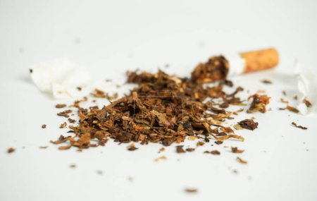 Cigarette filter cylinder object with crushed tobacco leaves fragment pieces isolated on horizontal white ratio background photography. Health care and social issues themed image.