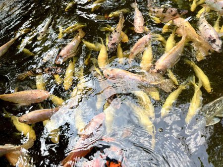 Gruppen von aquatischen gelben, orangen und rosafarbenen Koi-Fischen auf Teichgartenfläche isoliert im horizontalen Verhältnis Hintergrund.