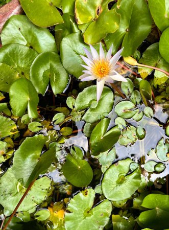 White and slight purple with yellow flower petals flora water lily lotus isolated on green lily pads floating aquatic plant vertical background.