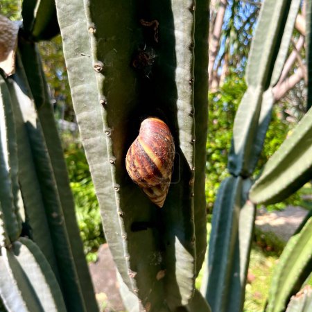 Snail with brown spiral shell. Bekicot or siput animal resting on saguaro tree shaped agave cactus green plant with warm sun light background.