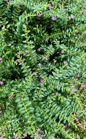 Cuphea hyssopifolia or mexican false heather purple pink colored small flower petals on green botanical leaves vertical ratio background.