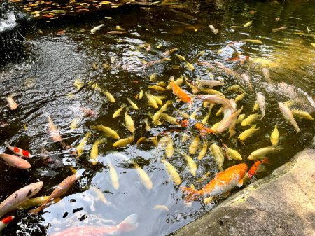 Groups of aquatic animal koi fishes on water pond garden area isolated on horizontal ratio warm  sun light background.