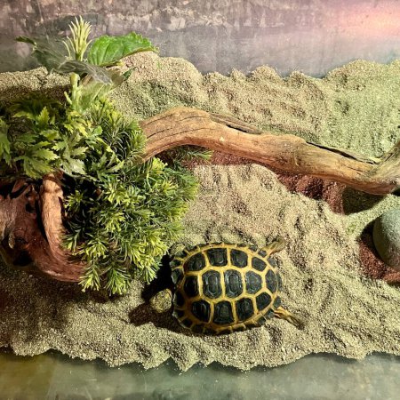 Photo for Pet tortoise slow land animal isolated on dry sand ground flooring and tree branch background. - Royalty Free Image