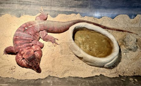 Téléchargez les photos : Argentine lézard géant rouge tegu. Grands animaux terrestres isolés sur fond de sol de sable sec à ratio horizontal. - en image libre de droit