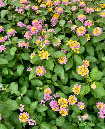 Groups of small pink and yellow lantana camara flowers. Verbenas flora isolated on vertical full frame green leaves botanical background.