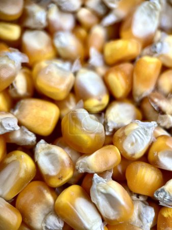 Groupes de maïs jaune sec ingrédients alimentaires texture photographie isolé sur fond plein cadre rapport vertical.