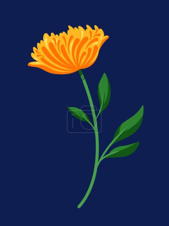 Illustration for Yellow orange petals one single flower with green stem and leaves vector illustration isolated on vertical dark blue background. Simple flat cartoon art styled full colored drawing. Calendula floral. - Royalty Free Image