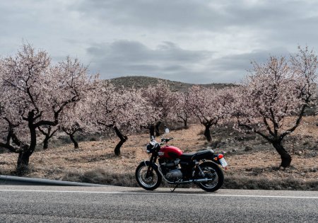 Foto de Marzo, 2023 - Albacete, España - Motocicleta roja Triumph Bonneville T100 a un costado de la carretera sobre el telón de fondo de un paisaje montañoso con almendros florecientes - Imagen libre de derechos