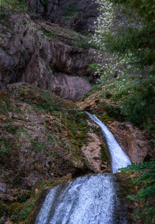 Photo for Waterfall among the mountains and flowering shrubs, trees - Royalty Free Image