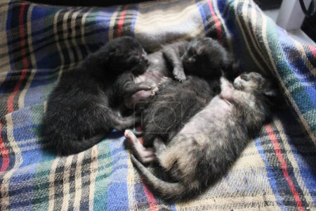 Téléchargez les photos : A litter of newborn kittens sleeps comfortably. - en image libre de droit