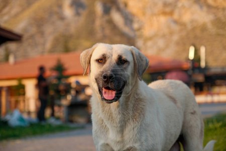 Photo for Behold the regal strength of a Kangal Dog at a Sivas picnic. Its powerful gaze, captured in sharp focus amidst a bokeh background - Royalty Free Image