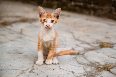 Téléchargez les photos : Rencontrez la grâce des rues alors que ce chat orange pose au milieu d'un fond bokeh. - en image libre de droit