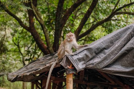 Téléchargez les photos : Découvrez un primate intelligent sur un toit improvisé dans un parc national indonésien, faisant preuve de débrouillardise et offrant une perspective unique - en image libre de droit