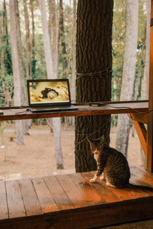 Foto de Sumérjase en un espacio de trabajo respetuoso con la naturaleza adornado con exuberantes árboles y un telón de fondo forestal. Un gato contenido descansa al lado de un ordenador portátil - Imagen libre de derechos