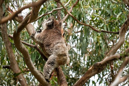 A captivating close-up of a koala ascending a tree at the Great Ocean Road sanctuary, showcasing its adorable climb from behind amidst lush eucalyptus foliage.