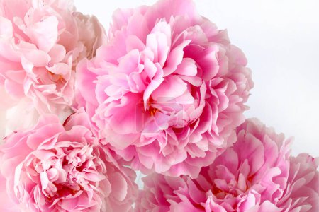 Schöne rosa Pfingstrosen blühen isoliert auf weißem Hintergrund. Nahaufnahme. Kopierraum. Illustration.