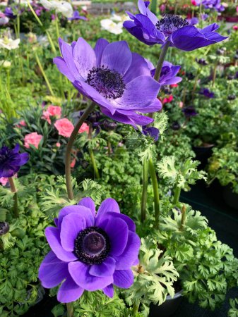 Téléchargez les photos : Anemone Coronaria "Blue Poppy" fleur de près sur fond coloré. Plante de jardin bleue de la famille des Ranunculaceae. - en image libre de droit