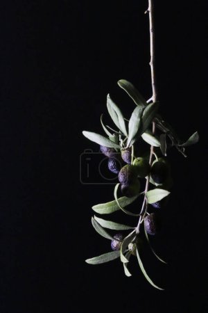 Téléchargez les photos : Branches d'olives fraîches isolées sur fond noir. Espace de copie. Gros plan. - en image libre de droit