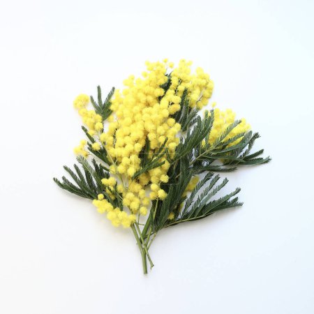 Foto de Un brunch de mimosa o planta de Acacia dealbata aislada sobre fondo blanco. Planta ornamental. Vista aérea. - Imagen libre de derechos