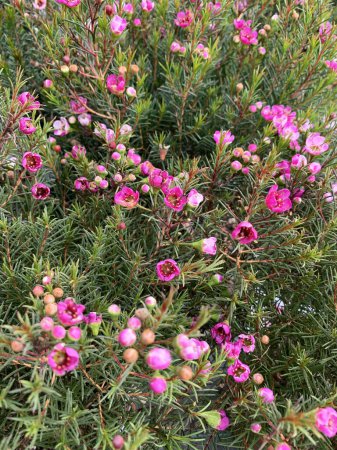 Chamelaucium uncinatum, planta de jardín perenne originaria de Australia Occidental perteneciente a la familia Myrtaceae.