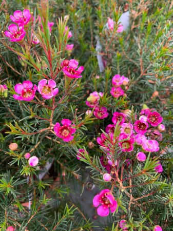Chamelaucium uncinatum, evergreen garden plant native to Western Australia belonging to the Myrtaceae family.