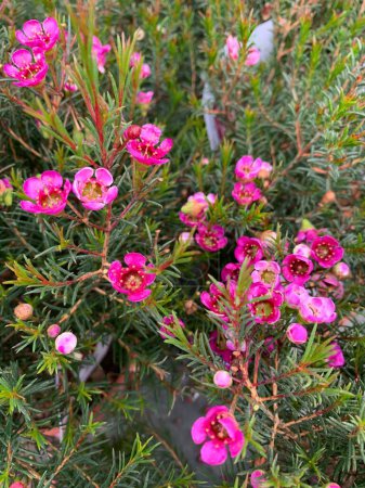 Chamelaucium uncinatum, planta de jardín perenne originaria de Australia Occidental perteneciente a la familia Myrtaceae.