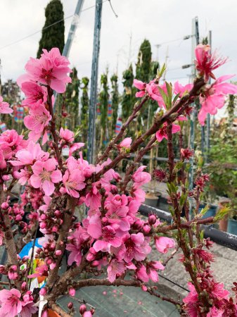 Photo for Beautiful Prunus persica flowering in a nursery. Edible fruit tree, peach, originating from China from the Rosaceae family. - Royalty Free Image