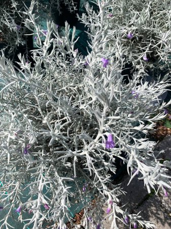 Australian silk, evergreen ornamental plant native to Western Australia in a nursery. Eremophila nivea.