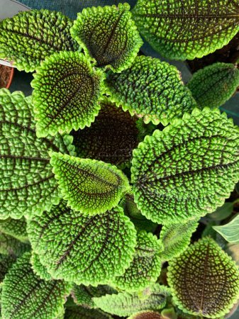 Pilea involucrata wird Freundschaftspflanze genannt. Zierpflanze aus Mittel- und Südamerika.
