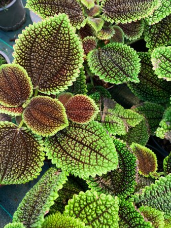 Pilea involucrata called friendship plant. Decorative climbing plant native to Central and South America.