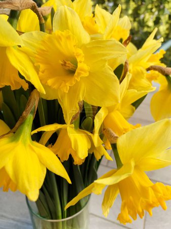 Téléchargez les photos : Belle fleur de narcisse jaune sur fond blanc. Fleurs de jonquilles. Directement au dessus. - en image libre de droit