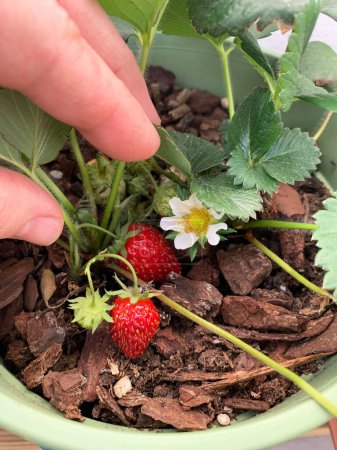 Wild strawberries and strawberries grown in pots in balcony. Home gardening concept. Healthy food. Directly above.