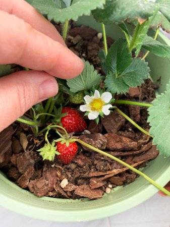 Walderdbeeren und Erdbeeren, die in Töpfen auf dem Balkon wachsen. Home Gardening Konzept. Gesunde Ernährung. Direkt darüber.