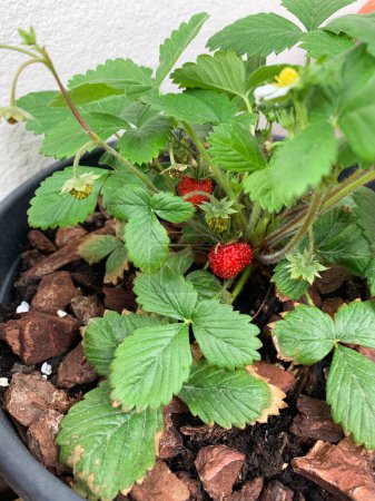 Walderdbeeren und Erdbeeren, die in Töpfen auf dem Balkon wachsen. Home Gardening Konzept. Gesunde Ernährung. Direkt darüber.