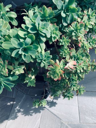 Sedum Palmeri Pflanze auf einem Balkon. Dekorative mehrjährige Sukkulente. Gartenkonzept.